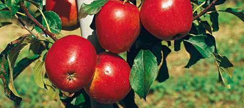 www_Apfel