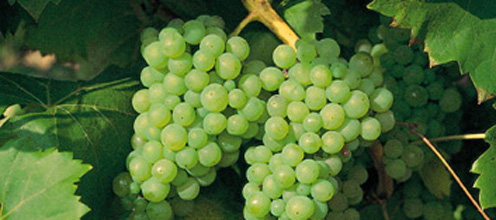 www_wein