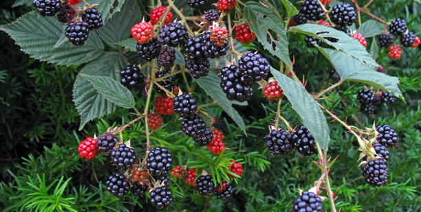 MK_Schwarze-Brombeeren